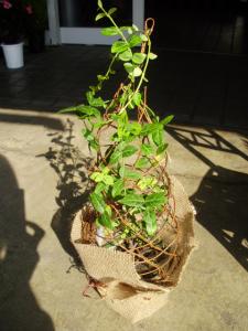 p63005393